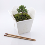 Chinesische Takeout Box Größe L Ohne Ablauflöcher – Bild 5