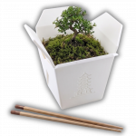 Chinesische Takeout Box Größe L Ohne Ablauflöcher