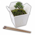 Chinesische Takeout Box Größe M Ohne Ablauflöcher