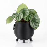 Druidenkessel Hexenkessel Pflanztopf Halloween Candy Bowl Schwarz Größe M – Bild 4