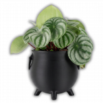 Druidenkessel Hexenkessel Pflanztopf Halloween Candy Bowl Schwarz Größe M