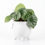 Druidenkessel Hexenkessel Pflanztopf Halloween Candy Bowl Schwarz Größe M – Bild 2