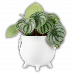 Druidenkessel Hexenkessel Pflanztopf Halloween Candy Bowl Schwarz Größe M