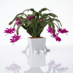 Pflanzentopf mit Beinen und Armen Weiß – Bild 2